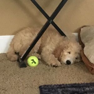 Meet your Posher, Rebekah